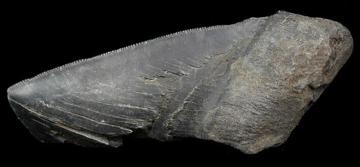 Partial, Serrated Megalodon Tooth - Georgia #45084